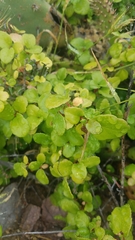 Ribes viburnifolium