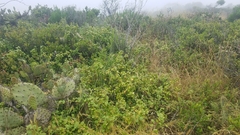Ribes viburnifolium
