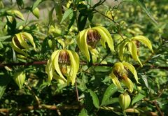 Clematis serratifolia, photograph Tatyana Sova, CC BY, iNaturalist via GBIF