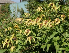 Clematis serratifolia, photograph Tatyana Sova, CC BY, iNaturalist via GBIF