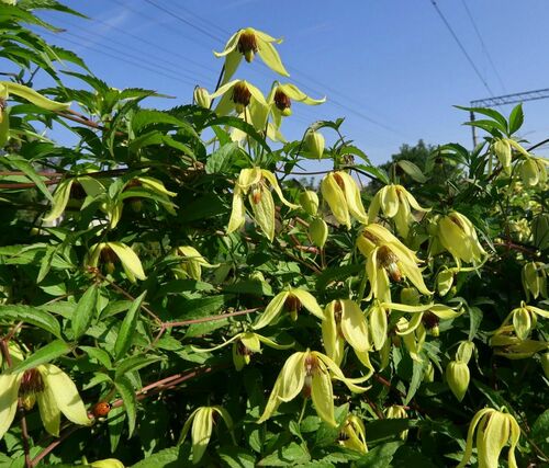 Clematis serratifolia, photograph 4