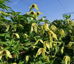 Clematis serratifolia, photograph Tatyana Sova, CC BY, iNaturalist via GBIF