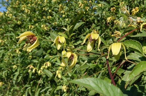 Clematis serratifolia, photograph 5