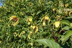 Clematis serratifolia, photograph Tatyana Sova, CC BY, iNaturalist via GBIF
