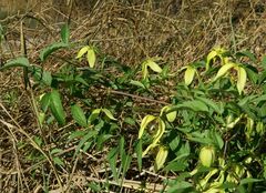 Clematis serratifolia, photograph Tatyana Sova, CC BY, iNaturalist via GBIF