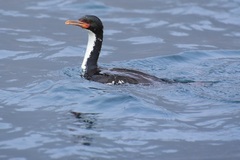 Bounty Shag photo 1