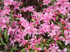 Rhododendron rubropilosum taiwanalpinum