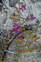 Fagonia chilensis