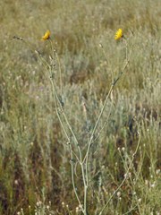 Tragopogon borysthenicus