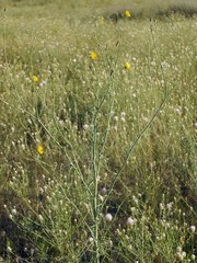 Tragopogon borysthenicus