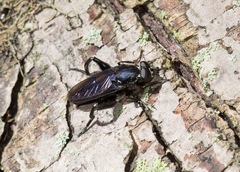 Chalcosyrphus chalybeus