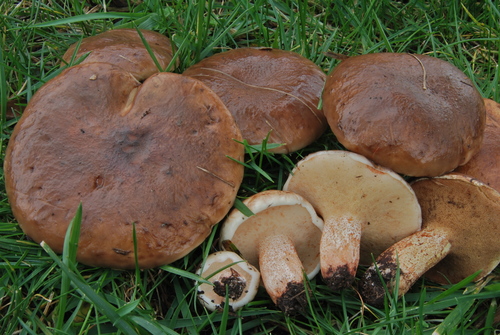 Champagne Bolete