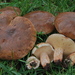 Champagne Bolete - Photo (c) Christian Schwarz, some rights reserved (CC BY-NC), uploaded by Christian Schwarz
