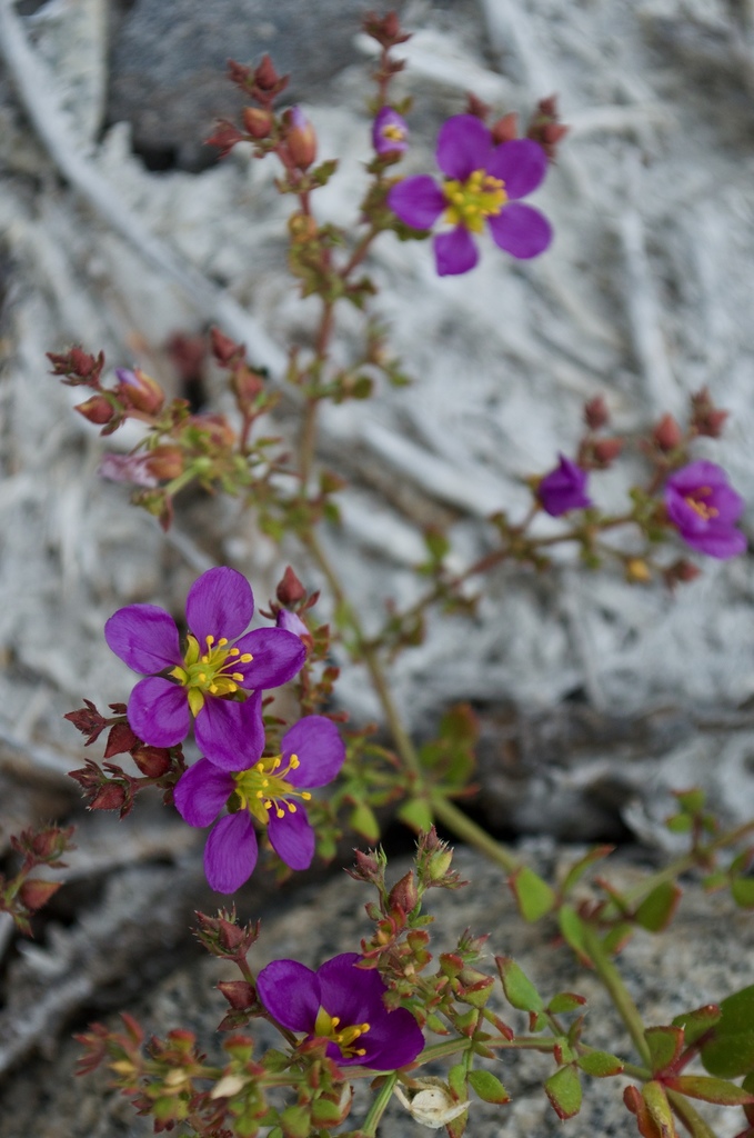 Hualputilla