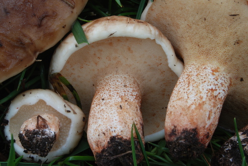 Champagne Bolete