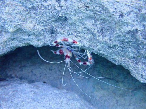 Banded Coral Shrimp, Devonshire Parish, Bermuda, photo 8 of 10