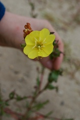 Oenothera coquimbensis