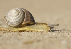 Helix albescens
