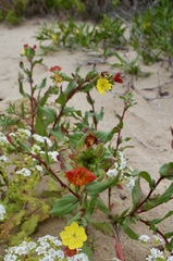 Oenothera coquimbensis