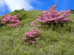 Rhododendron rubropilosum taiwanalpinum
