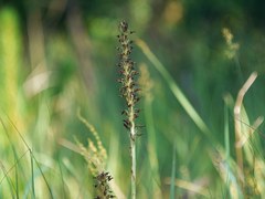 Anacamptis coriophora fragrans