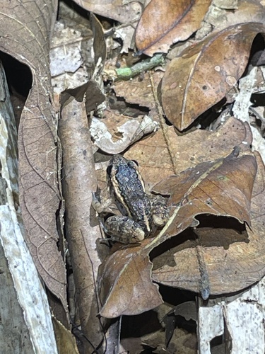Dark-spotted Thin-toed Frog, Adenomera hylaedactyla