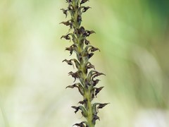 Anacamptis coriophora fragrans