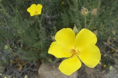 Balbisia peduncularis