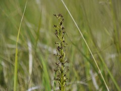 Anacamptis palustris