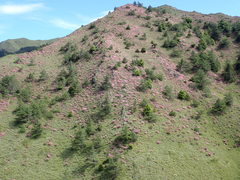 Rhododendron rubropilosum