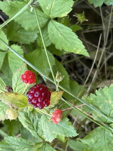 red raspberry