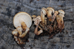 Flammulina populicola image