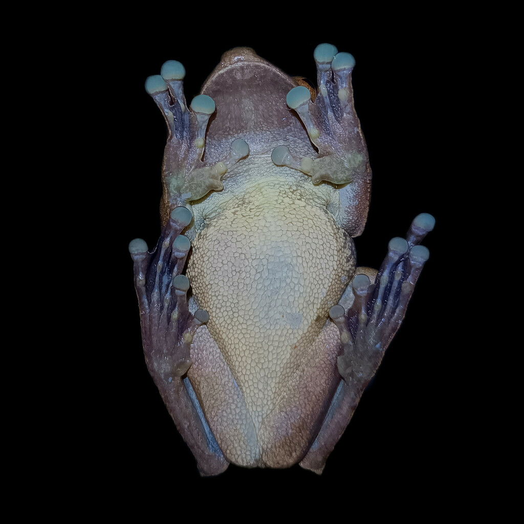 Giant Gladiator Treefrog