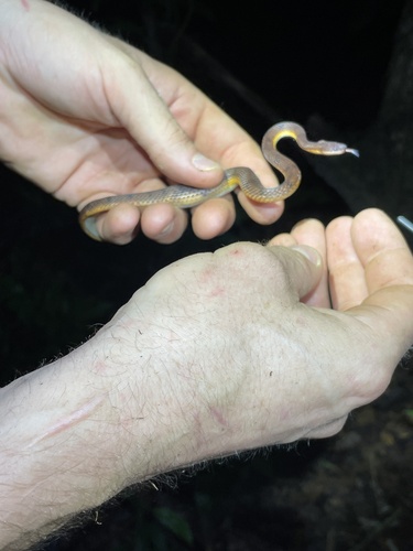 Wucherer's Ground Snake