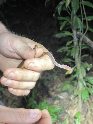 Wucherer's Ground Snake