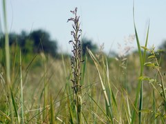 Anacamptis palustris