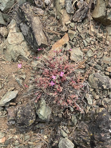 Snow Mountain willowherb (Epilobium nivium)