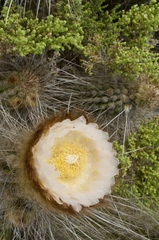 Eulychnia breviflora