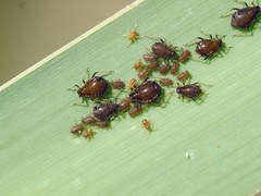 Schizaphis scirpi