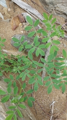 Acmispon grandiflorus