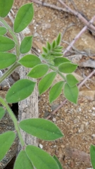 Acmispon grandiflorus