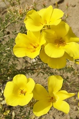 Balbisia peduncularis