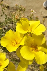 Balbisia peduncularis