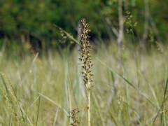 Anacamptis coriophora fragrans