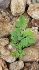 Acmispon grandiflorus