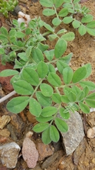 Acmispon grandiflorus