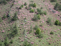 Rhododendron rubropilosum