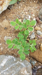 Acmispon grandiflorus