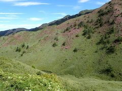 Rhododendron rubropilosum