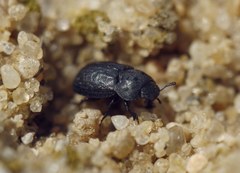 Melanimon tibiale